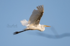 Great Egret Flying Wings Out