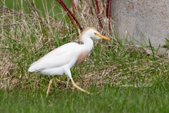 Cattle Egret