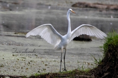 Great Egret Standing Wings Up