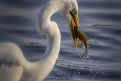 Fishing Great Egret