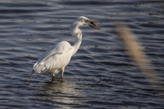 Fishing Great Egret 2