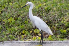 Snowy Egret