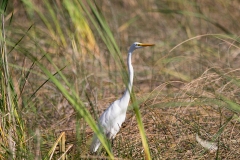 Great Egret in Marsh