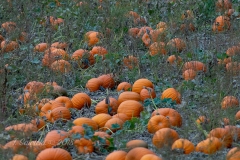 Fields of Pumpkins