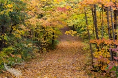 Colorful Paths