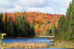Fall in the Wilds
