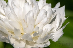 Zoomed in Peony
