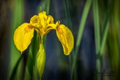 Yellow Marsh Iris - 1