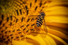 ZOOMED-BEE
