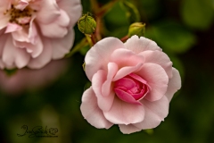 Small Pink Rose