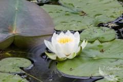 Small Water Lilly