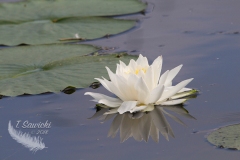 Water Lilly and Pads