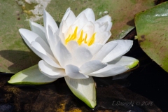 Portrait of a Water Lilly