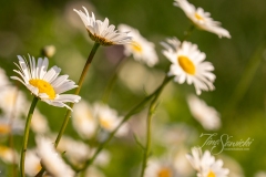 Daisies in the Sun