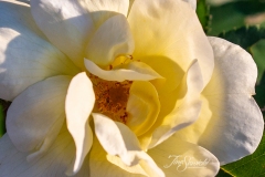 Yellow Rose Close Up