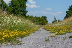 Wildflower Pathway