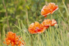 Poppies in the Grass