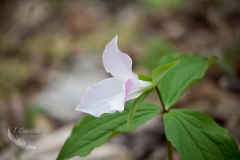 Pink Trillium by Side