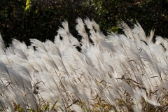 Golden Grasses