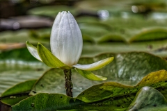 Lily Kayaking
