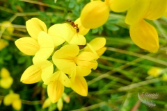 Trefoil with Ant