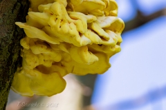 Yellow Tree Fungus