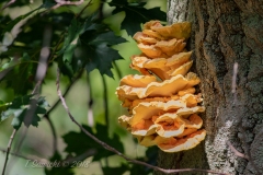 Beautiful Fungus in Tree