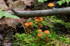 Neon Orange Mushrooms