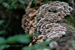 White Tree Fungus