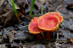 Flat Orange Mushrooms