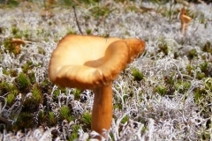 Mushroom in the Moss