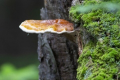Orange Mushroom in Greenery