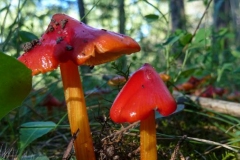 Bright Red Mushrooms