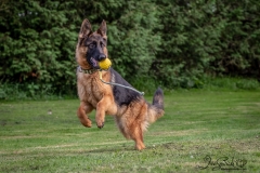 Stemp Shepherds