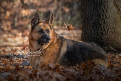 Shepherd Mya