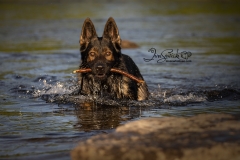 Tyler German Shepherd