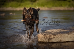 Tyler German Shepherd