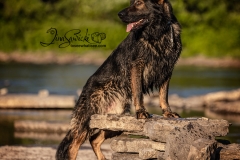 Tyler German Shepherd
