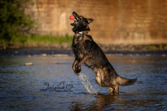 Tyler German Shepherd
