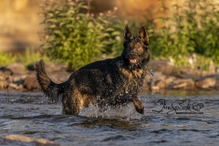 Tyler German Shepherd