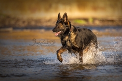 Tyler German Shepherd