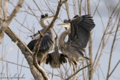 Young Herons in Nesting Tree