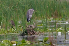 GB Heron with Black Crowned Night Heron in Back