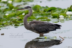 Reflecting Waters