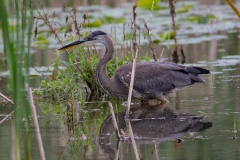Hunting in Cranberry Marsh