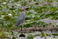 Heron in Marsh with Fish