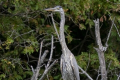 Heron in Trees Watching