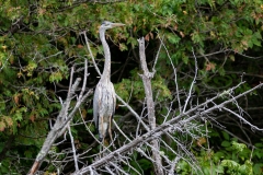 Heron Watching for Fish