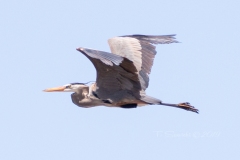 Perseverance - The Symbol of a Flying Heron