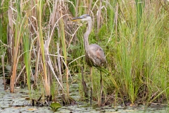 Heron in Belleville Marsh